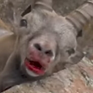 mangovaas | crazypub.su