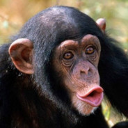 Chimp