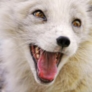 ツ пиисец ツ