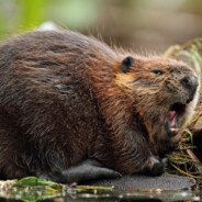 gigakoks08 - steam id 76561199481370913