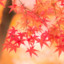 momiji.pizza