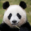 ✪ Panda Live Smur