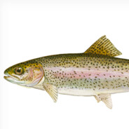 Gary the Grass Fed Fish