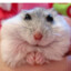 hamster_coin777