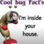 Coolest Bug Fact