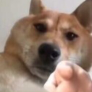 地平线抄袭原神温迪