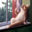 Кот_Кокос