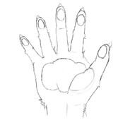 我可以让你鼓掌