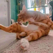 风俗店在逃首席男模