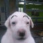 Orion