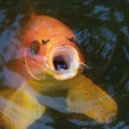 Koi