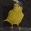 coalcanary