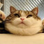 Fat Cat
