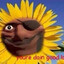 Demo Sunflower