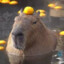 ACapybara