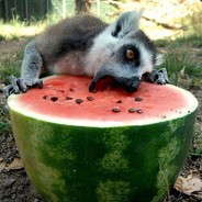 今天也变回人形了吗