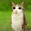 meowl (thatguyboomin)