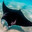 Manta Ray