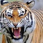 这瓜多少钱一斤？