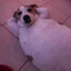 Dog Meat (Clip farmer)