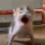 Mischievous Cat