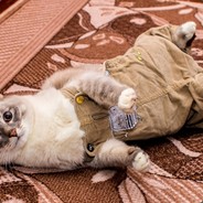 кошка_убивашка