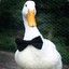 Mr.Duck