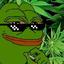 purple haze pepe