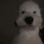 dogwater