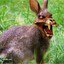 Deadly Bunny