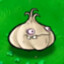 shinshila