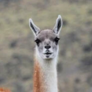 Guanaco ☪