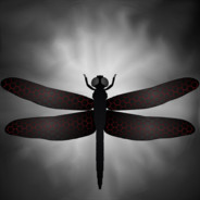 dragonfly808