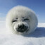 SnuggleSeal