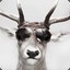 Raindeer