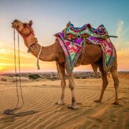 68 Camels