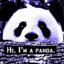 Hi I&#039;m a Panda