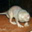 Crippled Little Rata