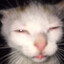 kedi