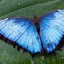 蓝闪蝶之翼