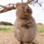 quokka