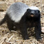 Badger (reilly)