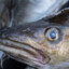 BACALAO