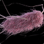 Escherichia Coli