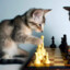 Meoww ChuMeoPlayChess