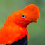 Cock-of-the-rock