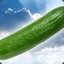 Cucumber