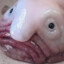 Blob
