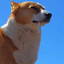 Based Corgi