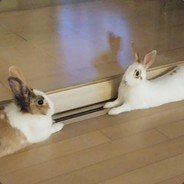 RabbitKim